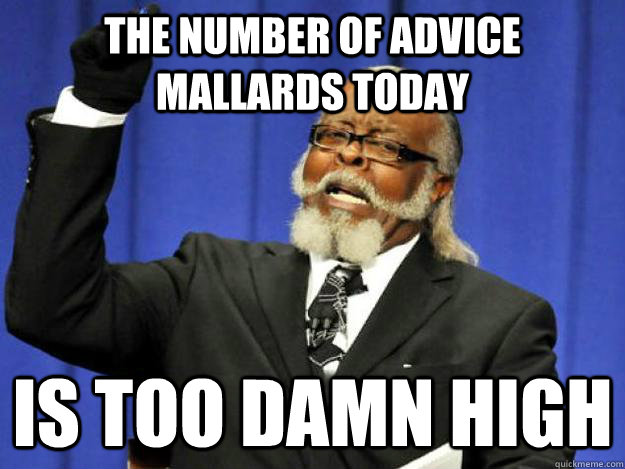 The number of advice mallards today is too damn high  Toodamnhigh