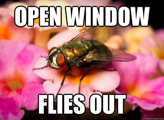 open window flies out  