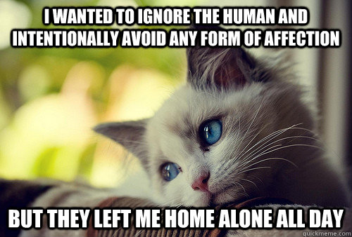 I wanted to ignore the human and intentionally avoid any form of affection but they left me home alone all day  First World Problems Cat