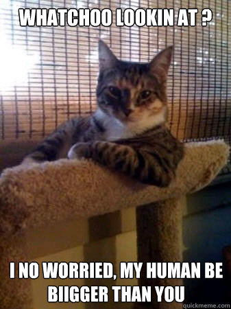 whatchoo lookin at ? I no worried, my human be biigger than you  The Most Interesting Cat in the World