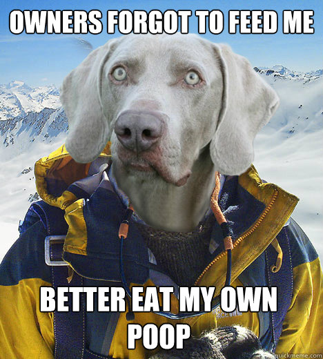 Owners forgot to feed me better eat my own poop - Owners forgot to feed me better eat my own poop  Survivor Dog