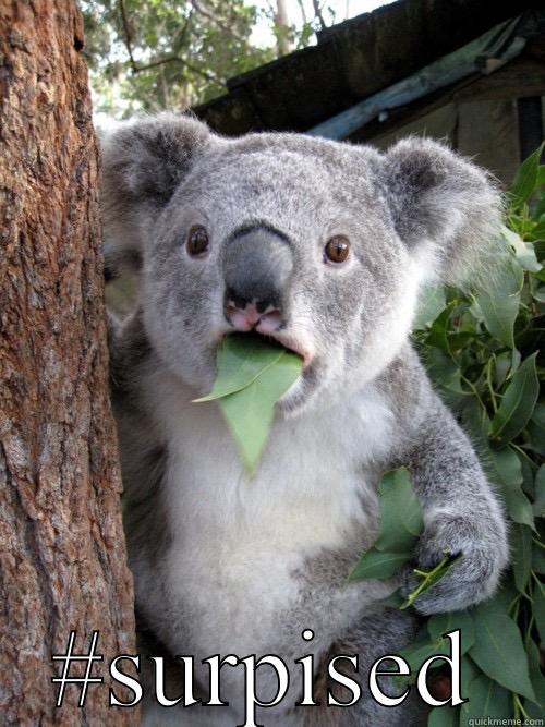  #SURPISED koala bear