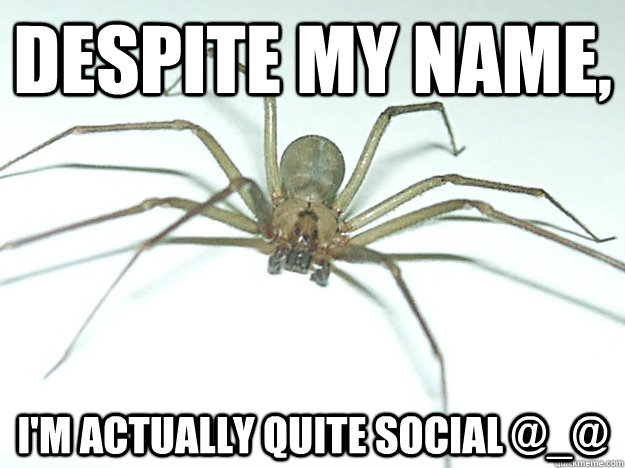despite my name, i'm actually quite social @_@  Brown Recluse Spider