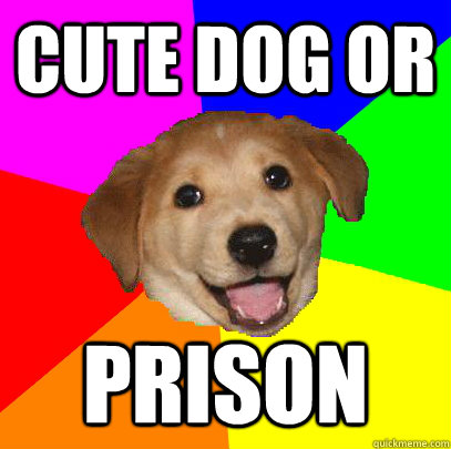 cute dog or prison  Advice Dog