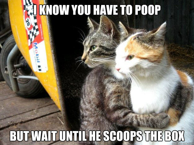 I know you have to poop but Wait until he scoops the box - I know you have to poop but Wait until he scoops the box  Restraining Cat