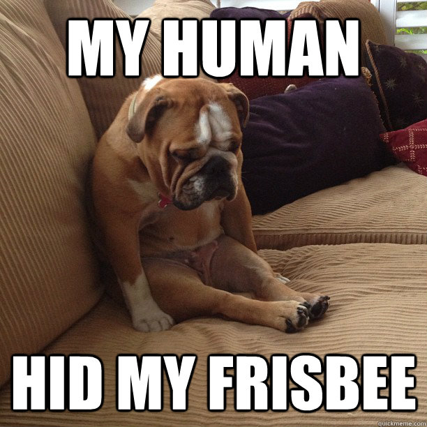 My human hid my frisbee  depressed dog