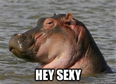 Hey sexy - Hey sexy  sexy hippo
