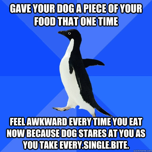 Gave your dog a piece of your food that one time feel awkward every time you eat now because dog stares at you as you take every.single.bite.  Socially Awkward Penguin