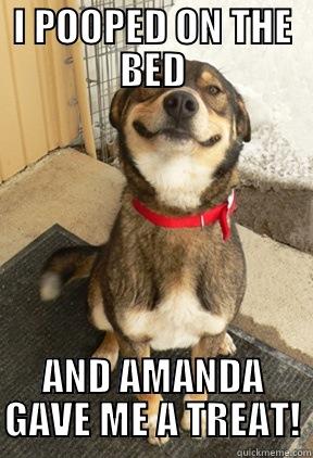 I POOPED ON THE BED AND AMANDA GAVE ME A TREAT! Good Dog Greg
