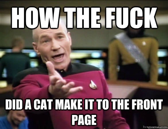 how the fuck did a cat make it to the front page   Annoyed Picard HD