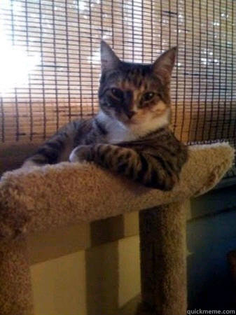    The Most Interesting Cat in the World