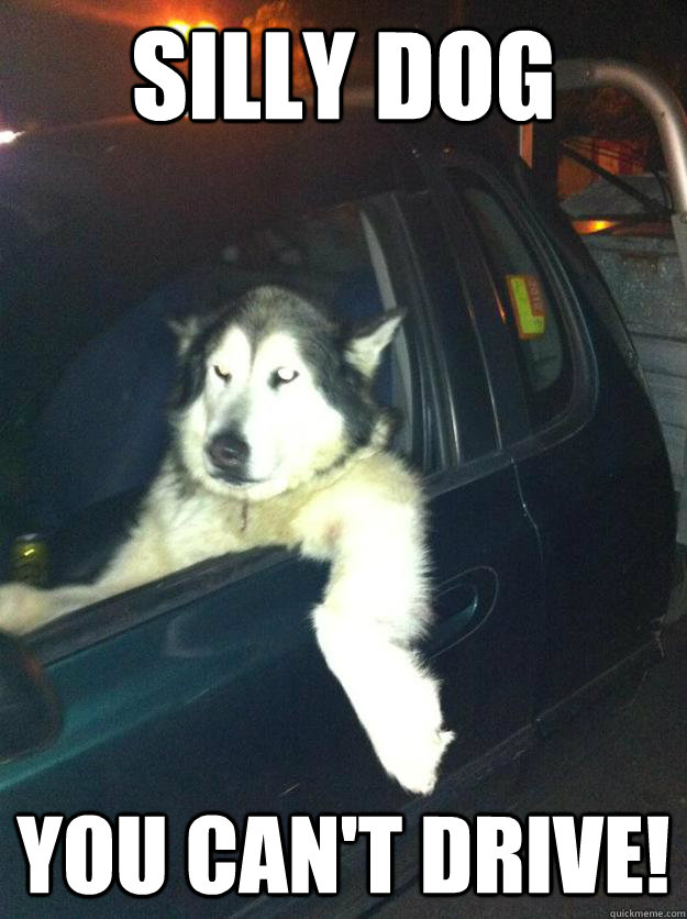 Silly Dog You Can't Drive!  Mean Dog