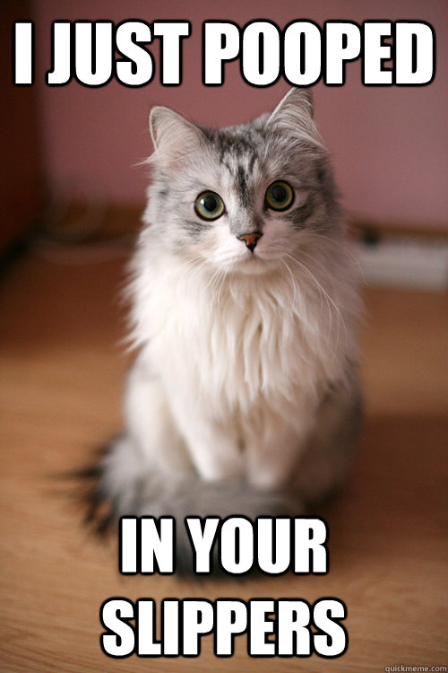 i just pooped in your slippers - i just pooped in your slippers  Ridiculously Photogenic Cat