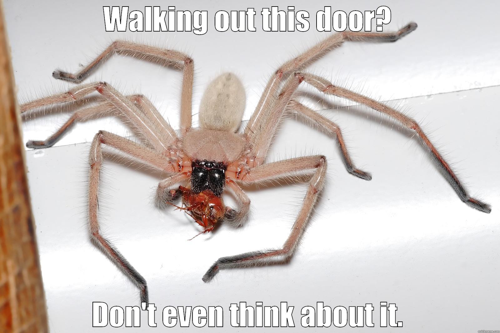 Huntsman Spider says no - WALKING OUT THIS DOOR? DON'T EVEN THINK ABOUT IT. Misc