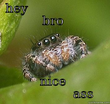 toilet spider - HEY                   BRO NICE                ASS Misunderstood Spider