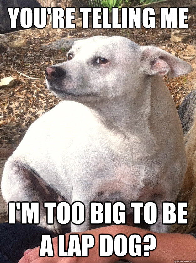 YOU'RE TELLING ME I'M TOO BIG TO BE A LAP DOG? - YOU'RE TELLING ME I'M TOO BIG TO BE A LAP DOG?  Skeptical Lap Dog