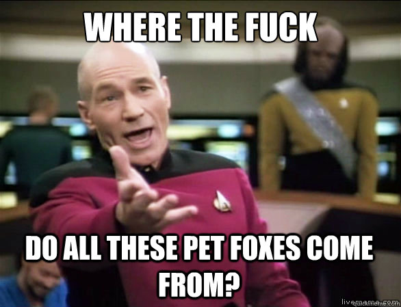 Where the fuck do all these pet foxes come from?  Annoyed Picard HD