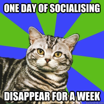 One day of socialising disappear for a week  Introvert Cat