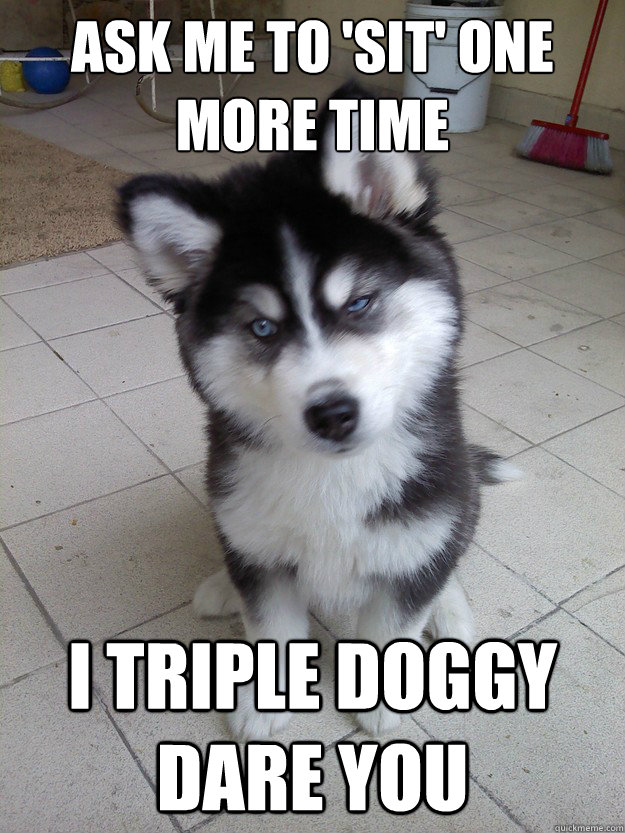 Ask me to 'sit' one more time I triple doggy dare you - Ask me to 'sit' one more time I triple doggy dare you  Untrained Puppy