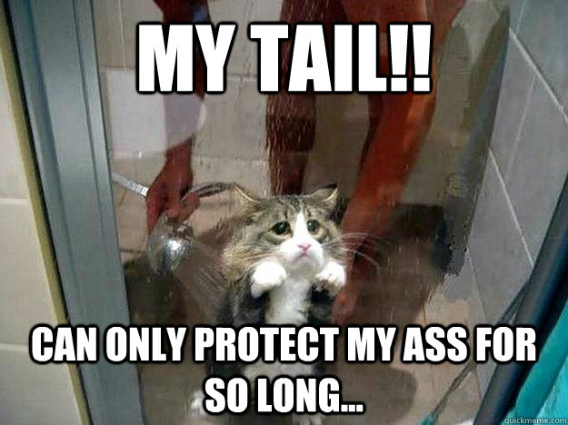 MY TAIL!! Can only protect my ass for so long...  Shower kitty