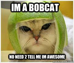 im a bobcat no need 2 tell me im awesome - im a bobcat no need 2 tell me im awesome  Bobcat