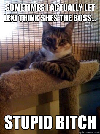 sometimes i actually let lexi think shes the boss... stupid bitch  The Most Interesting Cat in the World