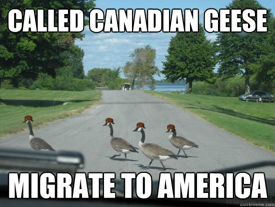 Called Canadian Geese Migrate to America - Called Canadian Geese Migrate to America  Scumbag Geese