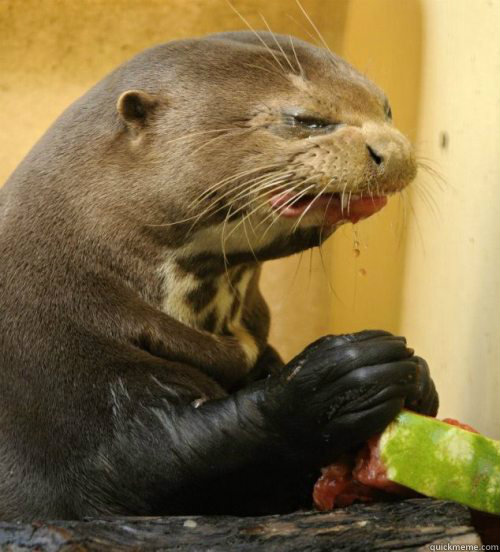  -    Disgusted Otter