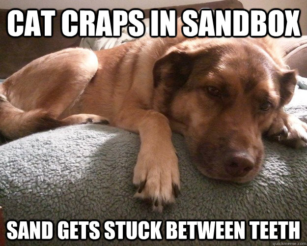 cat craps in sandbox sand gets stuck between teeth  First World Dog problems