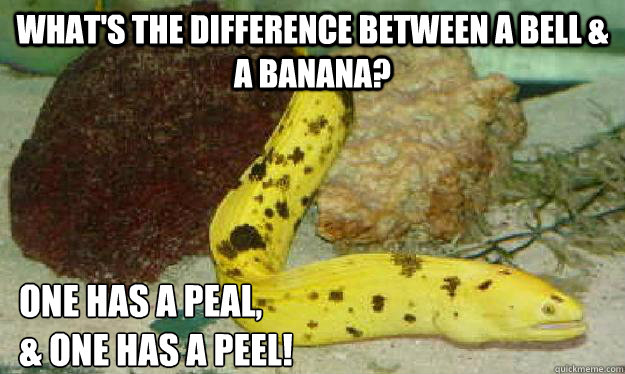 What's the difference between a bell & a banana? One has a Peal, 
& one has a peel! - What's the difference between a bell & a banana? One has a Peal, 
& one has a peel!  Bad Joke Banana Eel