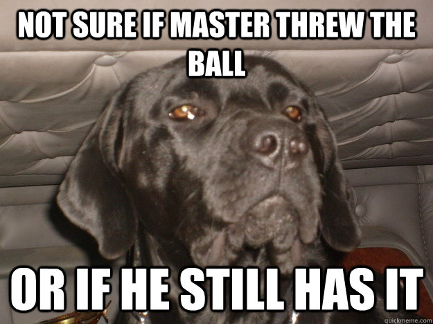 Not sure if master threw the ball or if he still has it  Skeptical Dog