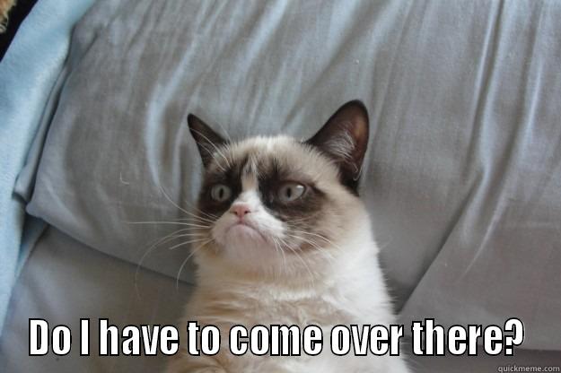 Getting irritated. -  DO I HAVE TO COME OVER THERE? Grumpy Cat