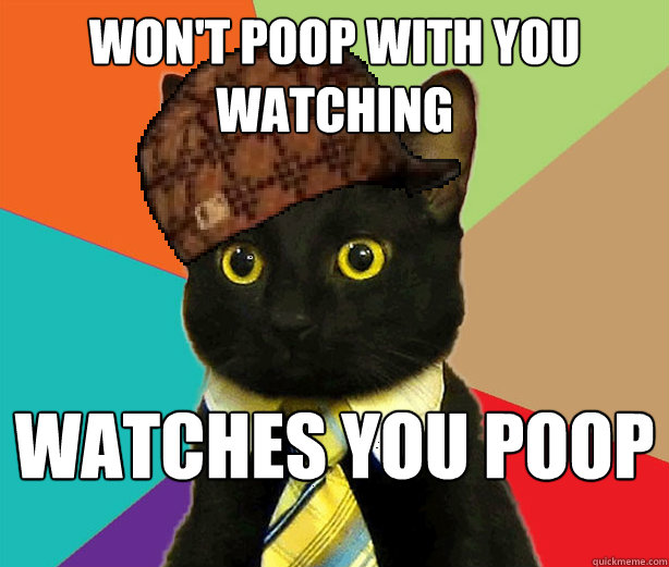 Won't poop with you watching Watches you poop  Scumbag Cat