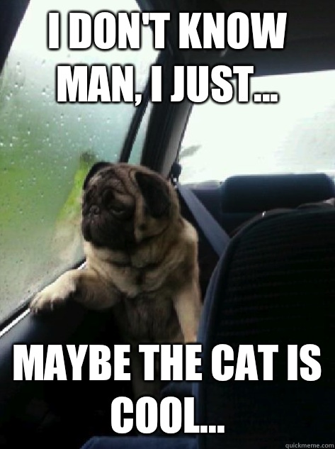I don't know man, I just... Maybe the cat is cool...  Introspective Pug