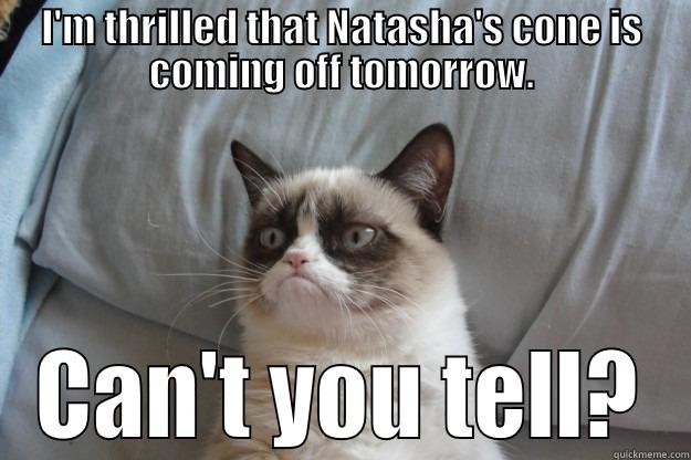 I'M THRILLED THAT NATASHA'S CONE IS COMING OFF TOMORROW. CAN'T YOU TELL? Grumpy Cat