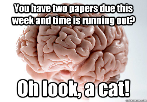 You have two papers due this week and time is running out? Oh look, a cat!   Scumbag Brain