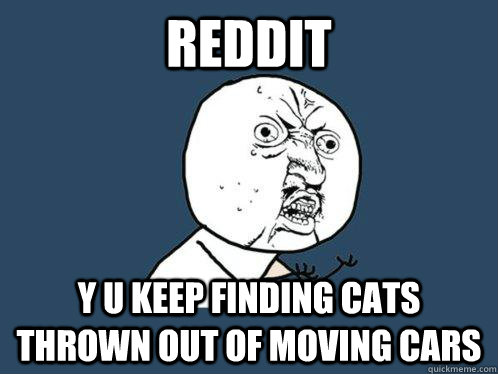 Reddit Y U KEEP FINDING CATS THROWN OUT OF MOVING CARS  Y U No