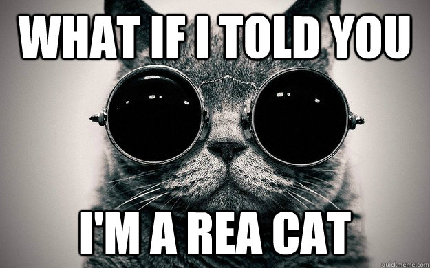 What if i told you I'm a rea cat  Morpheus Cat Facts