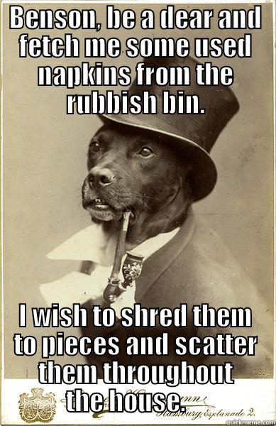 Fetch Me Some Napkins - BENSON, BE A DEAR AND FETCH ME SOME USED NAPKINS FROM THE RUBBISH BIN. I WISH TO SHRED THEM TO PIECES AND SCATTER THEM THROUGHOUT THE HOUSE.     Old Money Dog