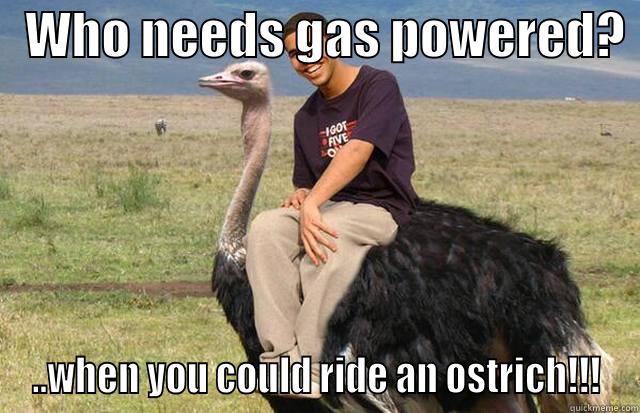   WHO NEEDS GAS POWERED?  ..WHEN YOU COULD RIDE AN OSTRICH!!! Misc