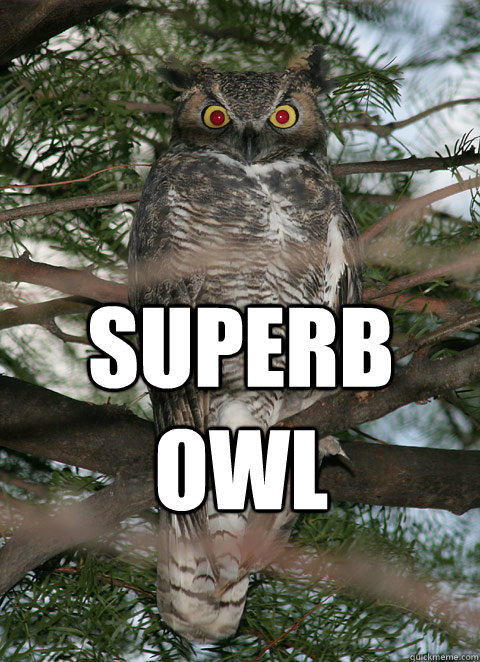  superb owl  Superb Owl