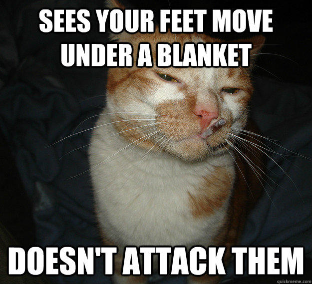 Sees your feet move under a blanket doesn't attack them - Sees your feet move under a blanket doesn't attack them  Cool Cat Craig