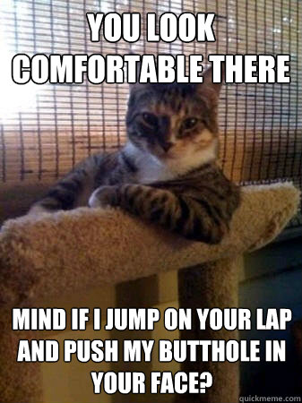 You look comfortable there mind if i jump on your lap and push my butthole in your face?  The Most Interesting Cat in the World