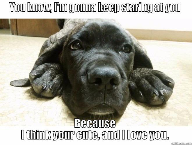 YOU KNOW, I'M GONNA KEEP STARING AT YOU BECAUSE I THINK YOUR CUTE, AND I LOVE YOU. Misc