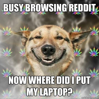busy browsing reddit now where did i put my laptop?  Stoner Dog