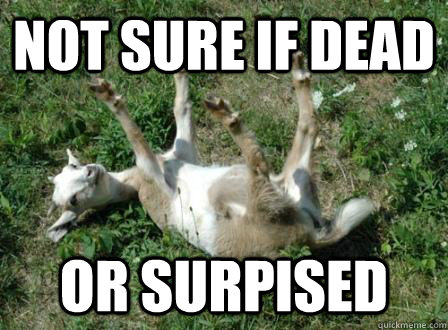 not sure if dead or surpised   Fainting sheep