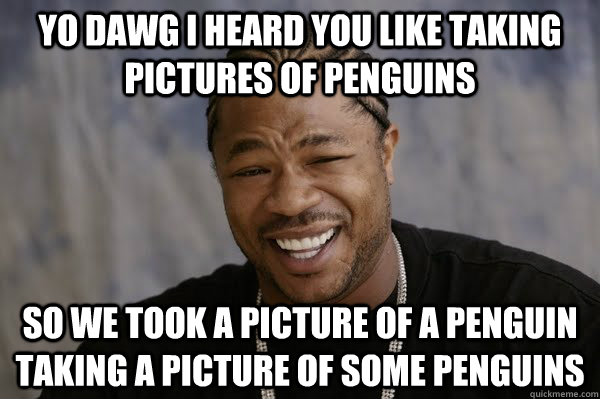 YO DAWG I HEARD you like taking pictures of penguins SO we took a picture of a penguin taking a picture of some penguins - YO DAWG I HEARD you like taking pictures of penguins SO we took a picture of a penguin taking a picture of some penguins  Yodawg
