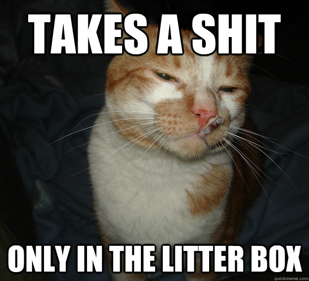takes a shit only in the litter box  Good Guy Cat
