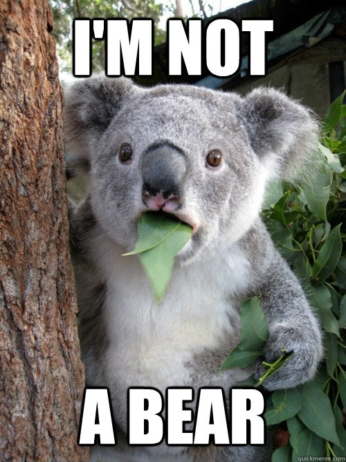 I'm not A bear  koala bear