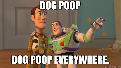 Dog poop Dog poop everywhere.    Everywhere
